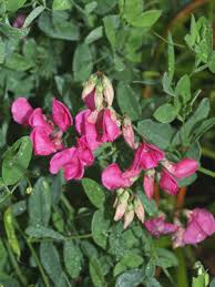 Attēlu rezultāti vaicājumam “Lathyrus tuberosus”