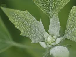 Attēlu rezultāti vaicājumam “Atriplex littoralis leaf”