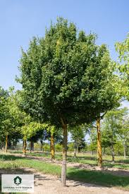 Attēlu rezultāti vaicājumam “Acer campestre”