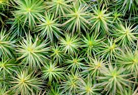 Attēlu rezultāti vaicājumam “Climacium dendroides”