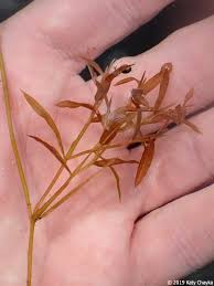 Attēlu rezultāti vaicājumam “Potamogeton gramineus”