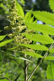 Attēlu rezultāti vaicājumam “Rhus typhina flower”