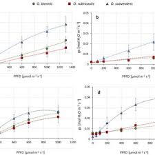Attēlu rezultāti vaicājumam “Oenothera rubricauli flower”