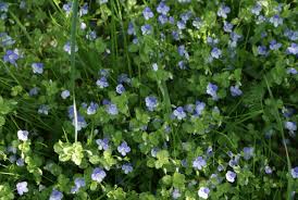 Attēlu rezultāti vaicājumam “Veronica filiformis bud”