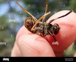 Attēlu rezultāti vaicājumam “Temnostoma vespiforme”