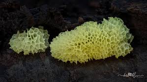 Attēlu rezultāti vaicājumam “Ceratiomyxa porioides”