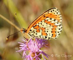 Attēlu rezultāti vaicājumam “Melitaea didyma”
