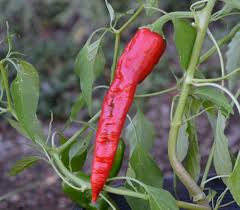 Afbeeldingsresultaat voor numex chimayo hot pepper