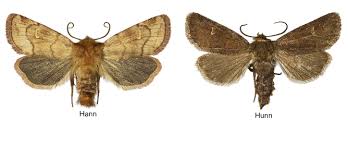 Attēlu rezultāti vaicājumam “Eriopygodes imbecilla”