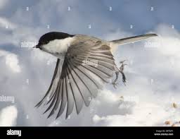 Attēlu rezultāti vaicājumam “Poecile montanus”