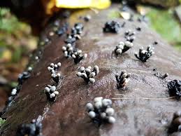 Attēlu rezultāti vaicājumam “Holwaya mucida”