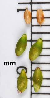 Attēlu rezultāti vaicājumam “Carex loliacea fruit”