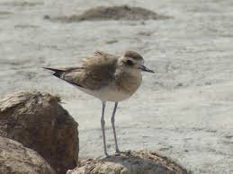 Image result for Charadrius asiaticus