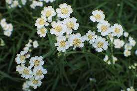 Attēlu rezultāti vaicājumam “Achillea salicifolia flower”