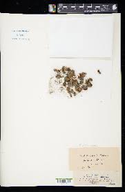 Attēlu rezultāti vaicājumam “Didymodon fallax var. brevifolius”