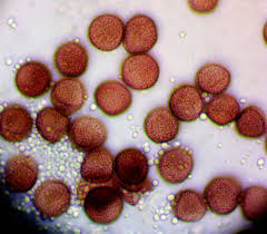 Attēlu rezultāti vaicājumam “Physarum oblatum spores”