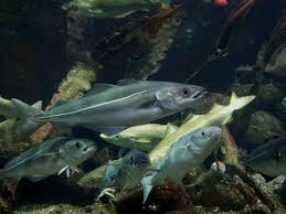 Image result for Pollachius virens