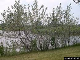 Attēlu rezultāti vaicājumam “Populus x petrowskyana leaf”