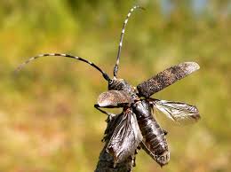 Attēlu rezultāti vaicājumam “Monochamus galloprovincialis”
