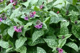 Attēlu rezultāti vaicājumam “Pulmonaria saccharata”