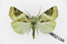 Attēlu rezultāti vaicājumam “Pseudeustrotia candidula”