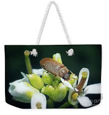 Attēlu rezultāti vaicājumam “Byturus ochraceus”