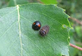 Attēlu rezultāti vaicājumam “Chilocorus renipustulatus”