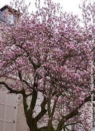 Attēlu rezultāti vaicājumam “Magnolia x soulangeana”