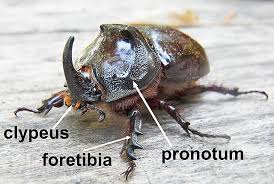 Attēlu rezultāti vaicājumam “Oryctes nasicornis”