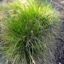 Attēlu rezultāti vaicājumam “Carex davalliana”