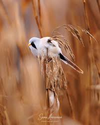 Attēlu rezultāti vaicājumam “Panurus biarmicus male”