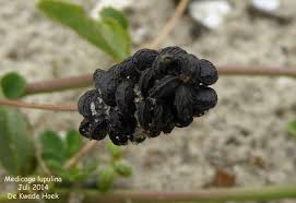 Attēlu rezultāti vaicājumam “Medicago lupulina fruit”