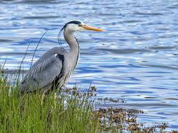 Image result for heron