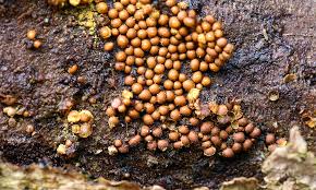 Attēlu rezultāti vaicājumam “Perichaena corticalis”