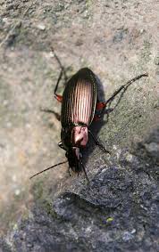 Attēlu rezultāti vaicājumam “Poecilus cupreus”