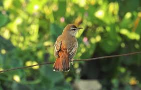 Image result for Cercotrichas galactotes