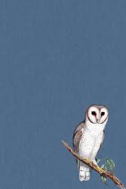 Image result for Bird