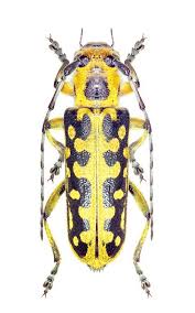 Attēlu rezultāti vaicājumam “Saperda scalaris”