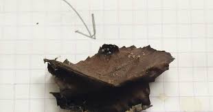 Attēlu rezultāti vaicājumam “Physarum leucopus stalked”