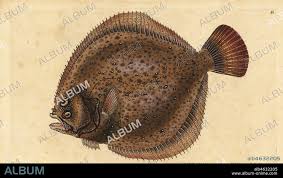 Image result for Scophthalmus maximus