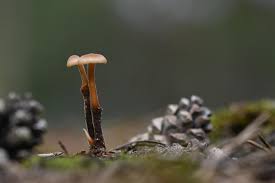 Attēlu rezultāti vaicājumam “Physarum auriscalpium sessile”