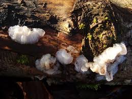 Attēlu rezultāti vaicājumam “Exidia thuretiana”