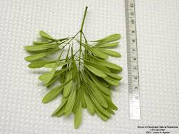 Attēlu rezultāti vaicājumam “Fraxinus pennsylvanica fruit”