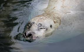 Image result for Phoca vitulina