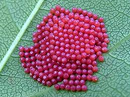 Attēlu rezultāti vaicājumam “Euphydryas maturna pupa”