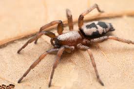 Attēlu rezultāti vaicājumam “Gnaphosidae”