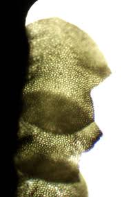 Attēlu rezultāti vaicājumam “Lophozia ventricosa”