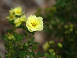 Attēlu rezultāti vaicājumam “Potentilla arenaria bud”