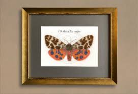 Attēlu rezultāti vaicājumam “Arctia caja”