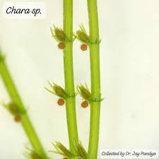 Attēlu rezultāti vaicājumam “Chara aspera male”